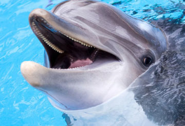 Visiter le parc Marineland Côte d’Azur